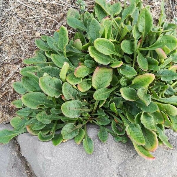 Rumex acetosella Lehti