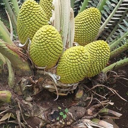 Encephalartos tegulaneus Frucht