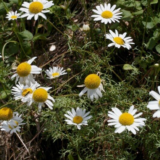 Leucanthemum monspeliense Anders