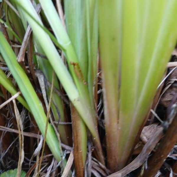 Iris sibirica Other