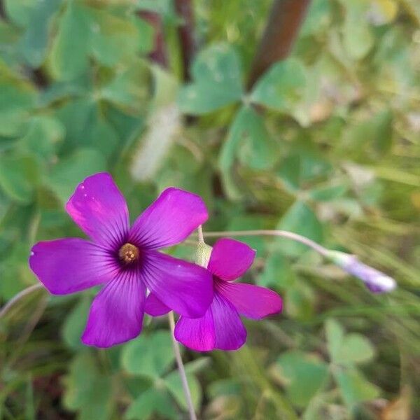 Oxalis articulata Flower