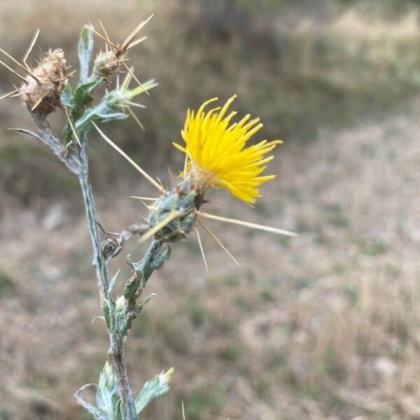 Centaurea solstitialis Flower