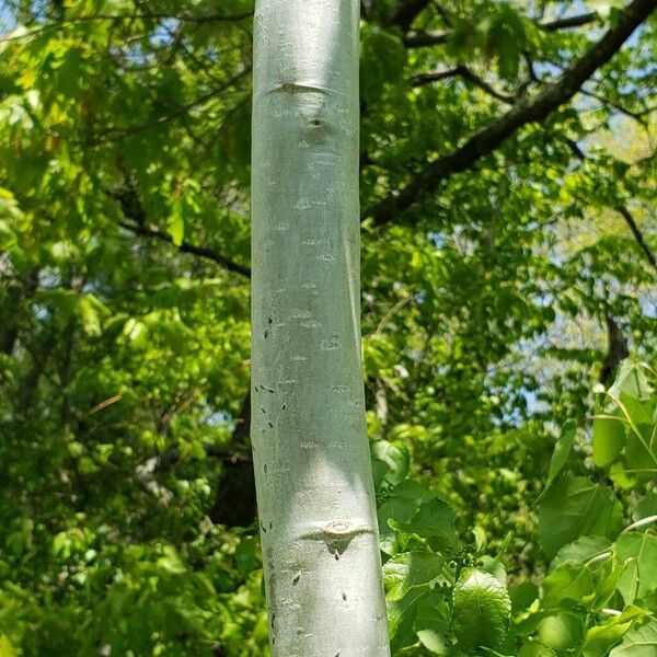 Populus tremuloides Bark