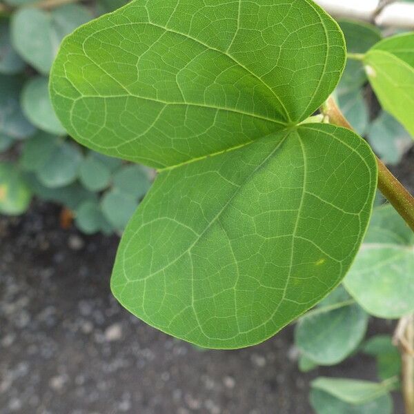 Bauhinia galpinii Leaf