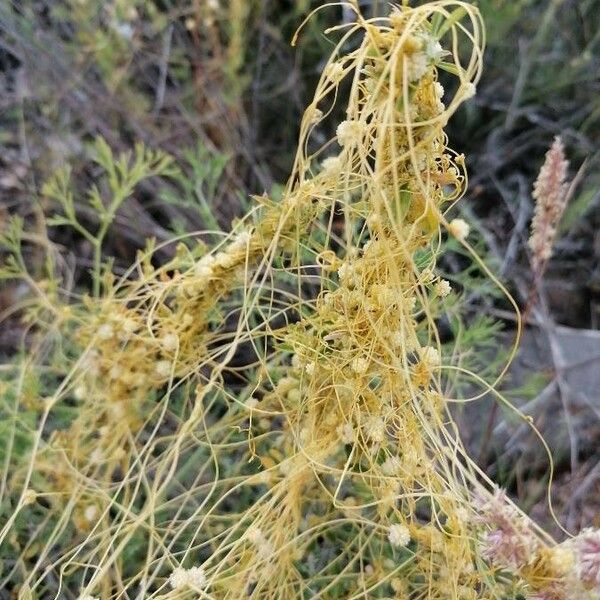 Cuscuta campestris List