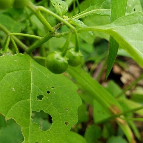 Solanum americanum Frukt