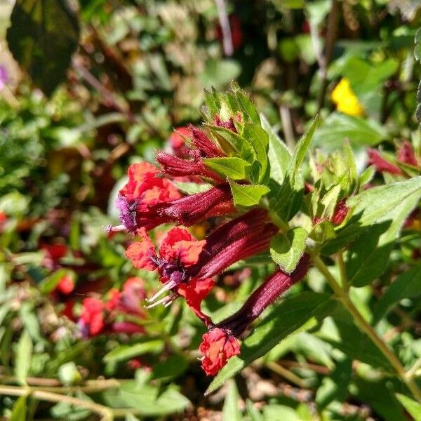 Cuphea llavea Flower