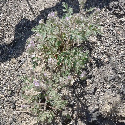 Phacelia cryptantha Hàbitat