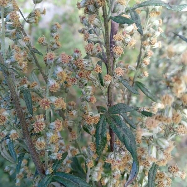 Artemisia vulgaris फूल