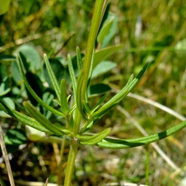 Dracocephalum ruyschiana Anders