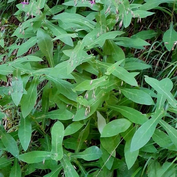 Prenanthes purpurea Leaf