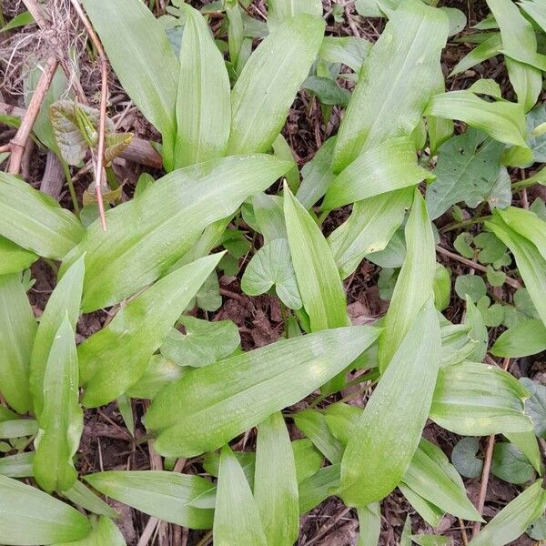 Allium ursinum ശീലം