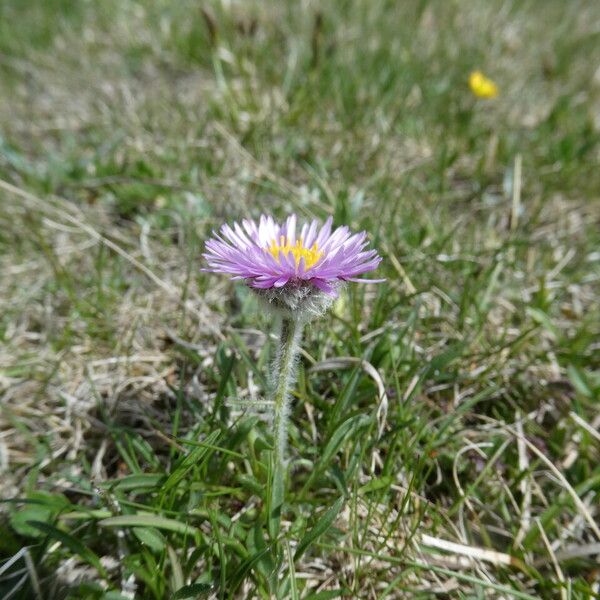 Erigeron uniflorus Цветок