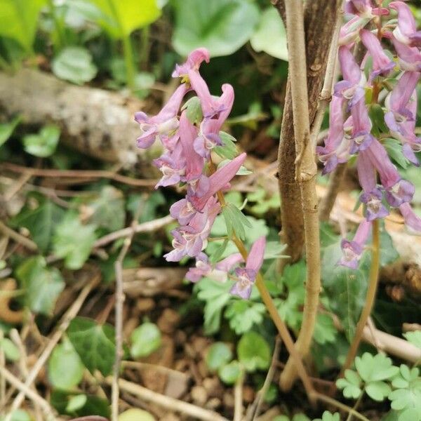 Corydalis × hausmannii 花