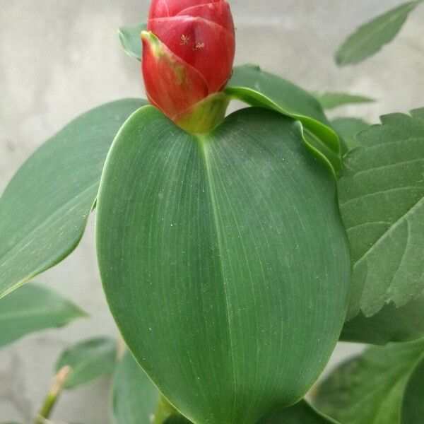 Costus woodsonii पत्ता