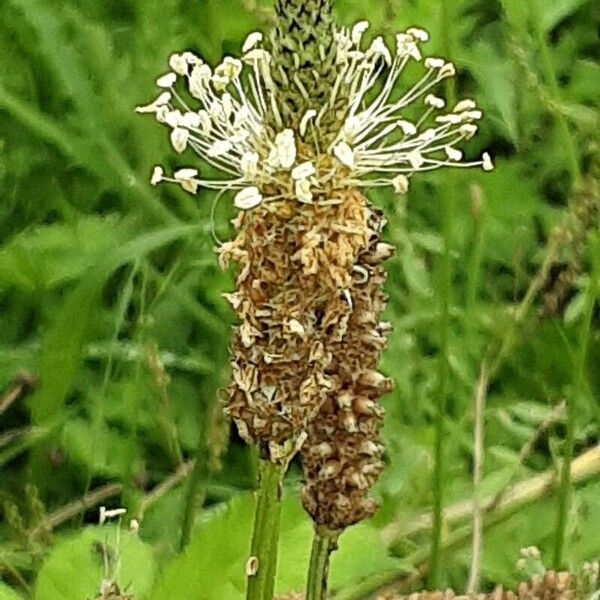 Plantago argentea ᱵᱟᱦᱟ