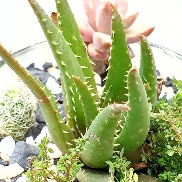 Aloe brevifolia Foglia