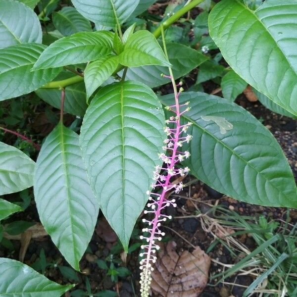 Phytolacca rivinoides Flower