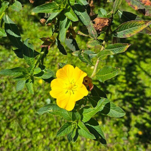 Ludwigia peruviana Λουλούδι
