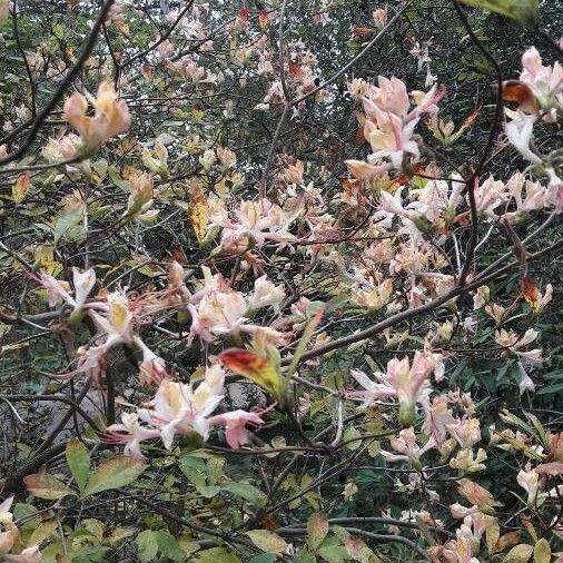 Rhododendron periclymenoides Blomma