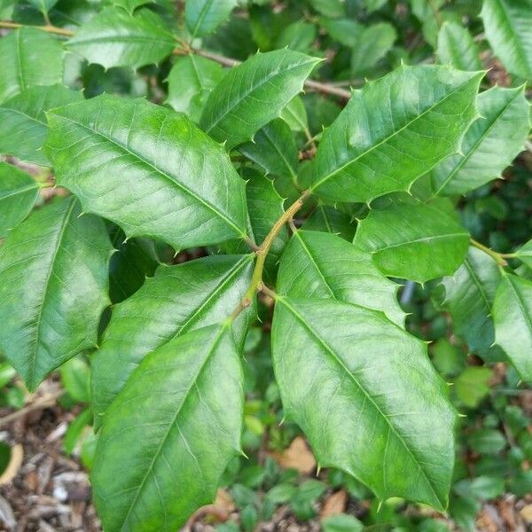 Ilex opaca Blad