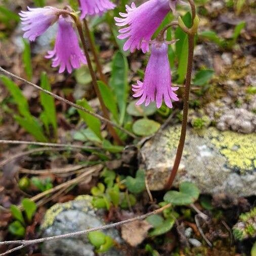 Soldanella pusilla 花