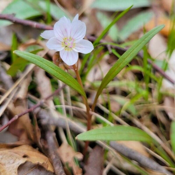 Claytonia virginica Žiedas