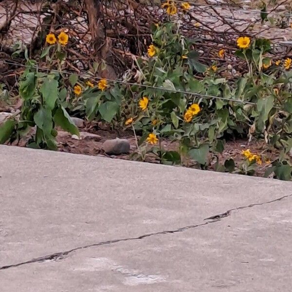 Helianthus petiolaris Flor