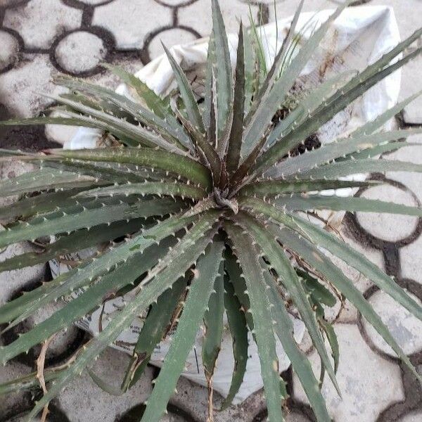 Dyckia encholirioides Fulla