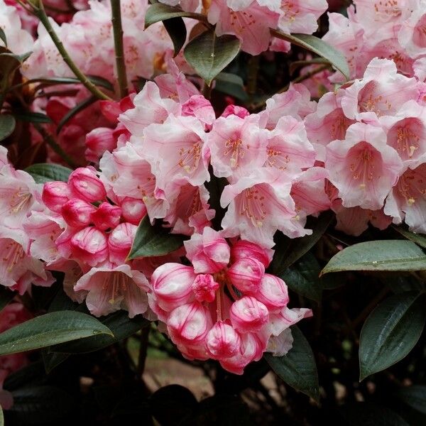 Rhododendron insigne Flor