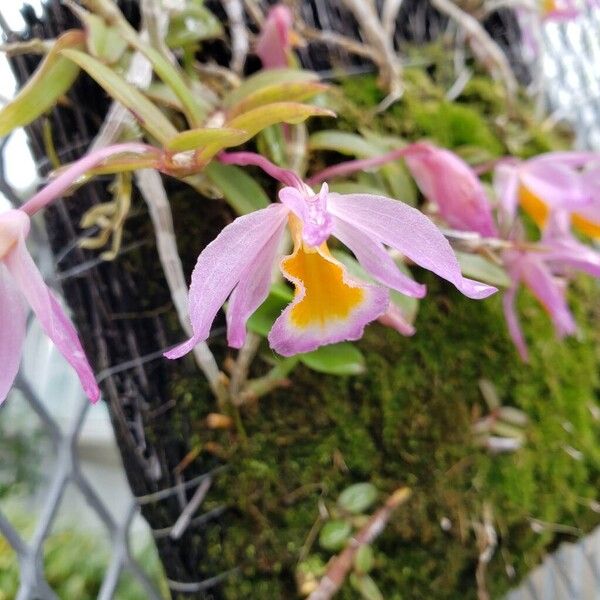 Dendrobium loddigesii Cvet