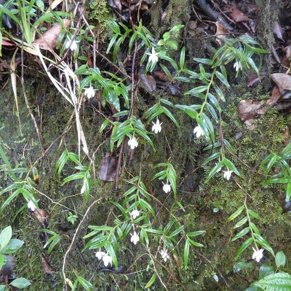 Angraecum ramosum Habit