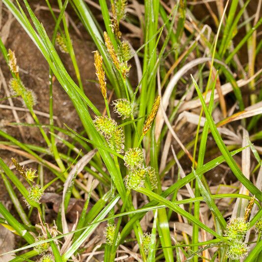 Carex oederi Blodyn