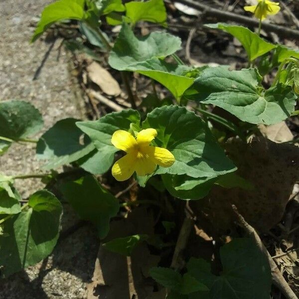 Viola pubescens Cvet