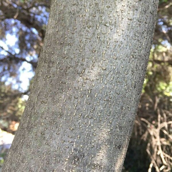 Calodendrum capense Bark