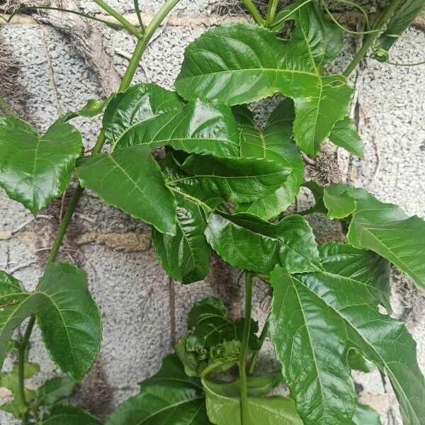 Passiflora edulis Leaf