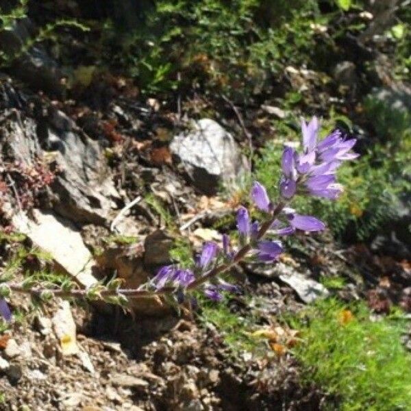 Campanula spicata Flor