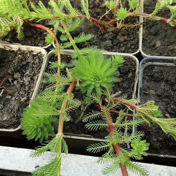 Myriophyllum aquaticum Leaf