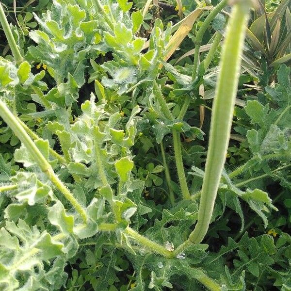 Glaucium corniculatum Feuille