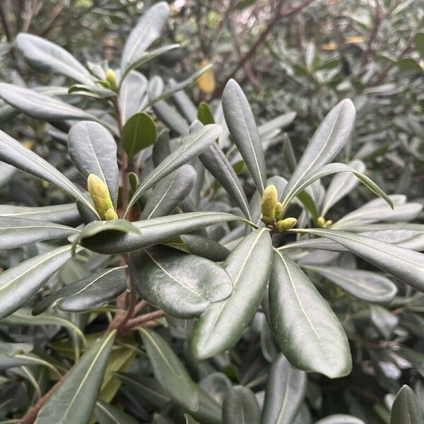 Pittosporum heterophyllum Blatt