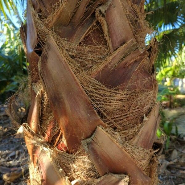 Washingtonia robusta Rinde