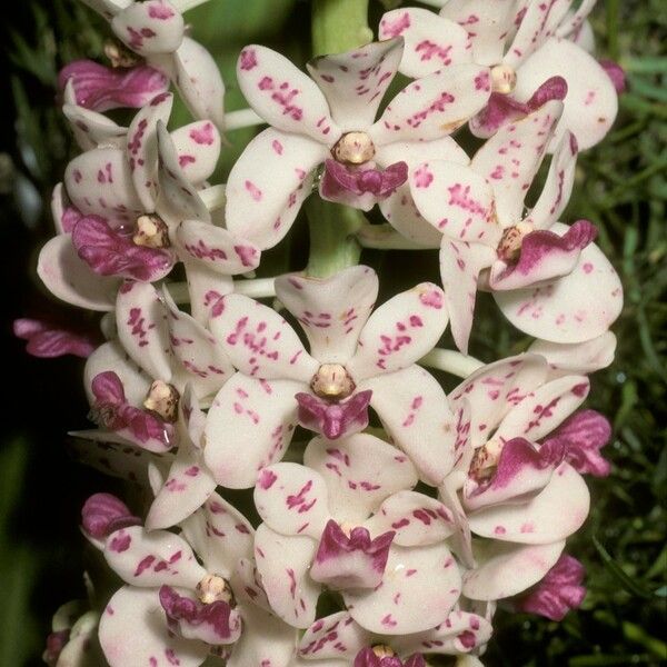 Rhynchostylis gigantea Blomst