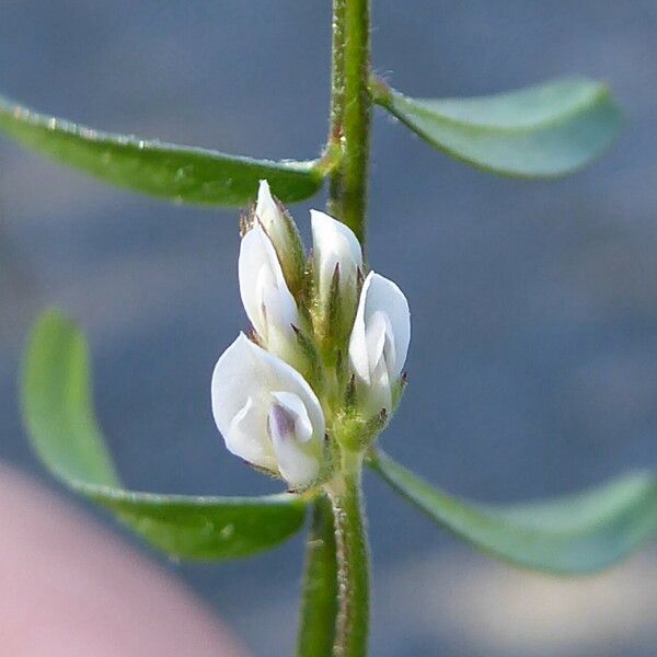 Vicia hirsuta Λουλούδι