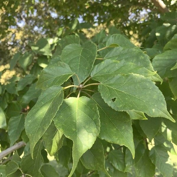 Croton sylvaticus Leaf