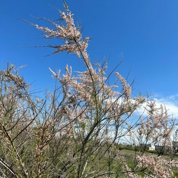 Tamarix parviflora Vivejo