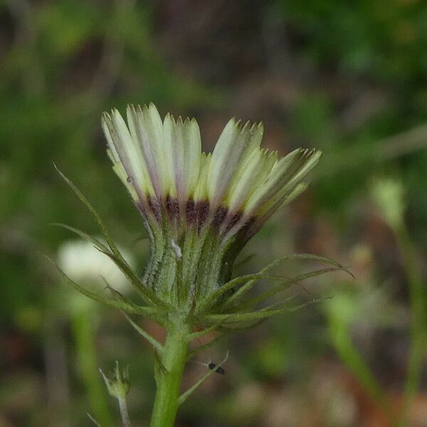 Tolpis barbata Flower