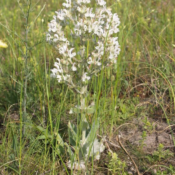 Salvia aethiopis Habitat