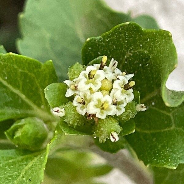 Acanthospermum australe Floare