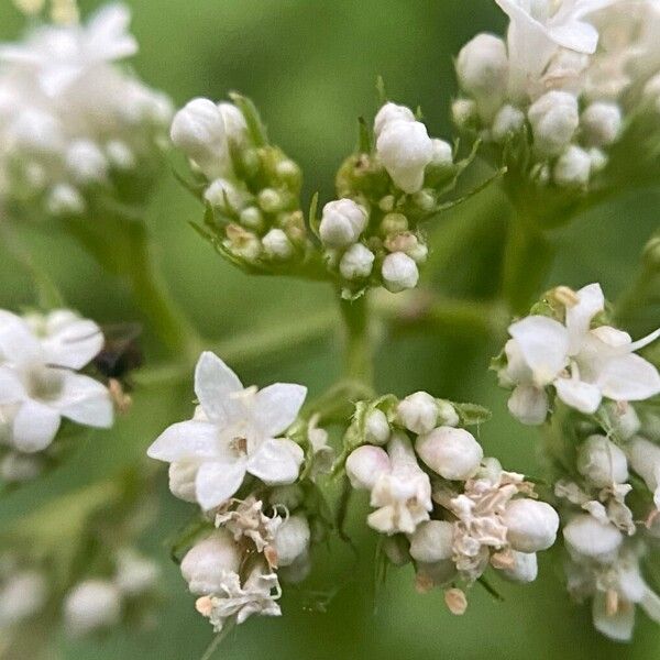 Valeriana officinalis Květ