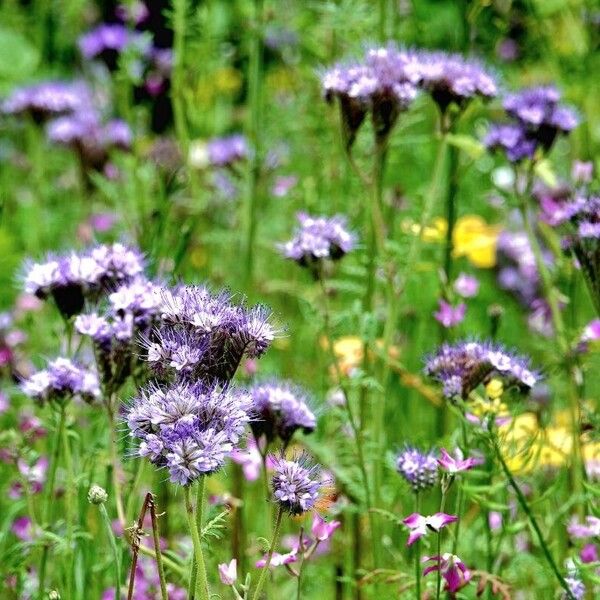 Phacelia congesta Hàbitat